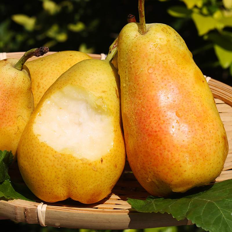 Pyrus communis Seeds - granny's pears-Plantjoyfarm-