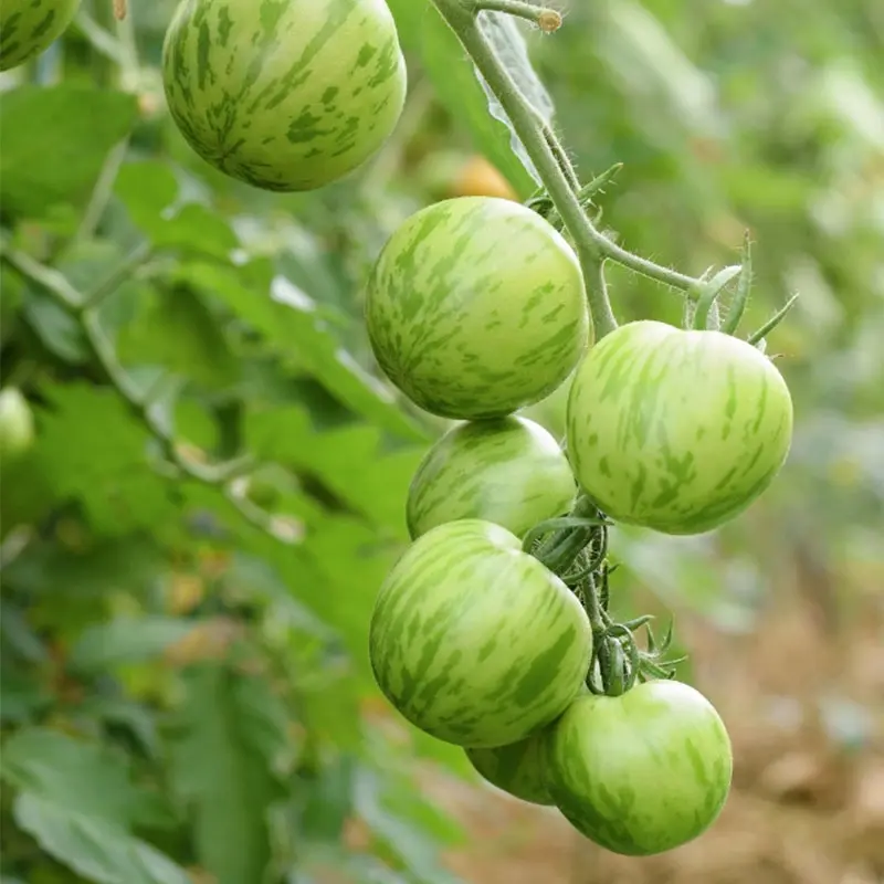 Green Zebra Tomatoes Seeds-Plantjoyfarm-