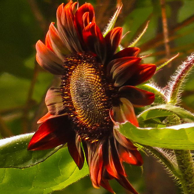Sunflower, Chianti Hybrid-Plantjoyfarm-Sunflower Seeds,best selling