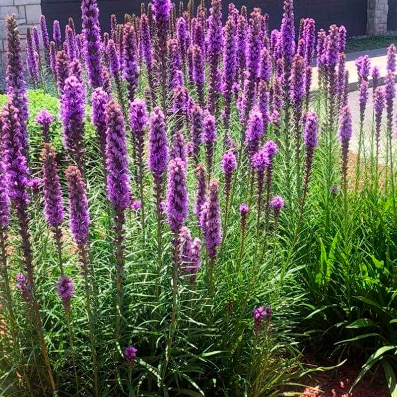 Gayfeather / Blazing Star Seeds - Liatris Seeds-Plantjoyfarm-Flower Seeds