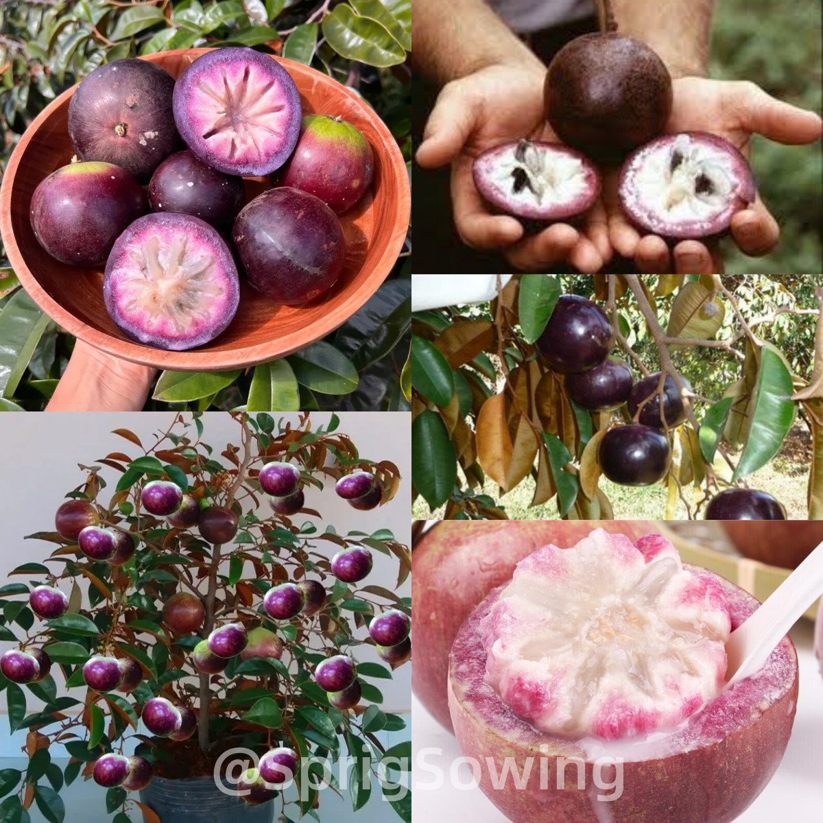 Milk Fruit Seeds - Star Apple✨Cold hardy varieties-Plantjoyfarm-