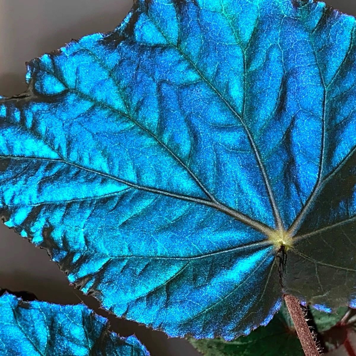 Peacock Begonia - blue begonia-Plantjoyfarm-Flowers Seeds,Garden Seeds,best selling