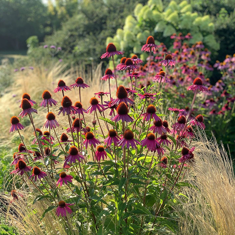 Purple Coneflowers&Black Eyed Susan Mix-Plantjoyfarm-Flower Seeds