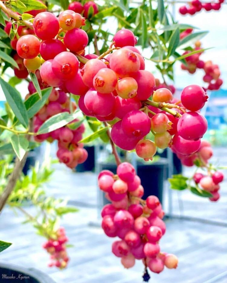 Pink Bliss Blueberry seeds - Double the sweetness-Plantjoyfarm-