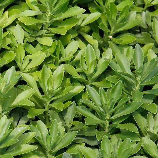 Phedimus Aizoon Seeds(Aizoon Stonecrop)-Plantjoyfarm-Vegetable Seeds,best selling