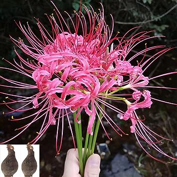 🌈Spider Lily Bulbs-Multicolor🌈-Plantjoyfarm-