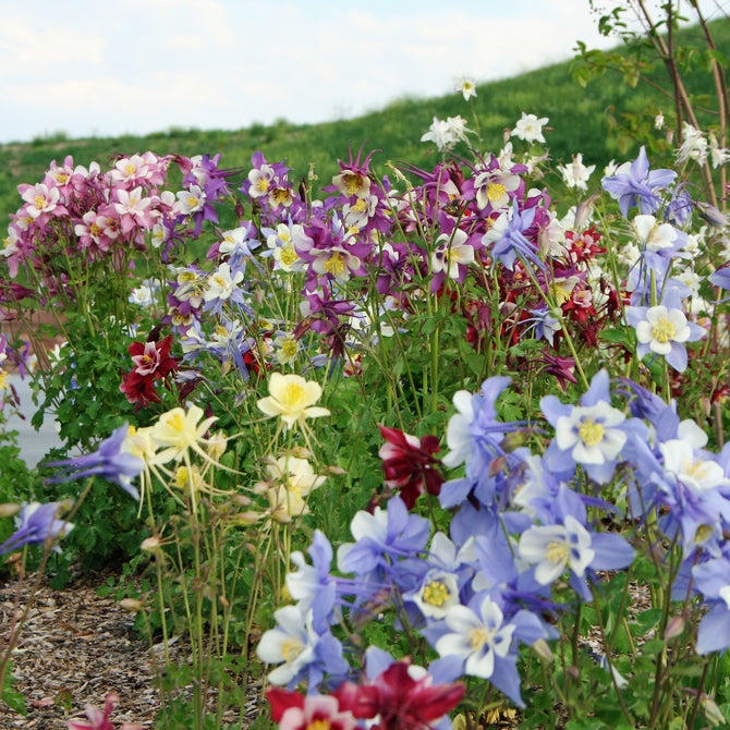 Columbine Seeds - McKana Giant Mix-Plantjoyfarm-Flower Seeds,Garden Seeds,best selling
