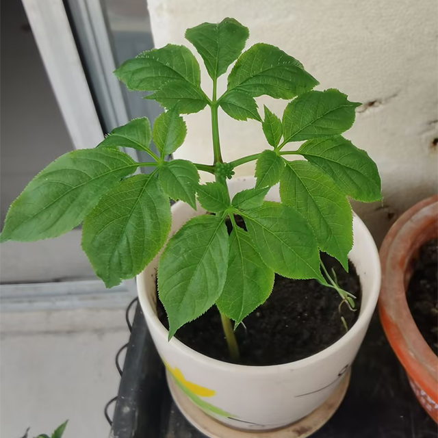 Precious Ginseng Seeds  Herbaceous Perennial-Plantjoyfarm-best selling,Vegetable Seeds