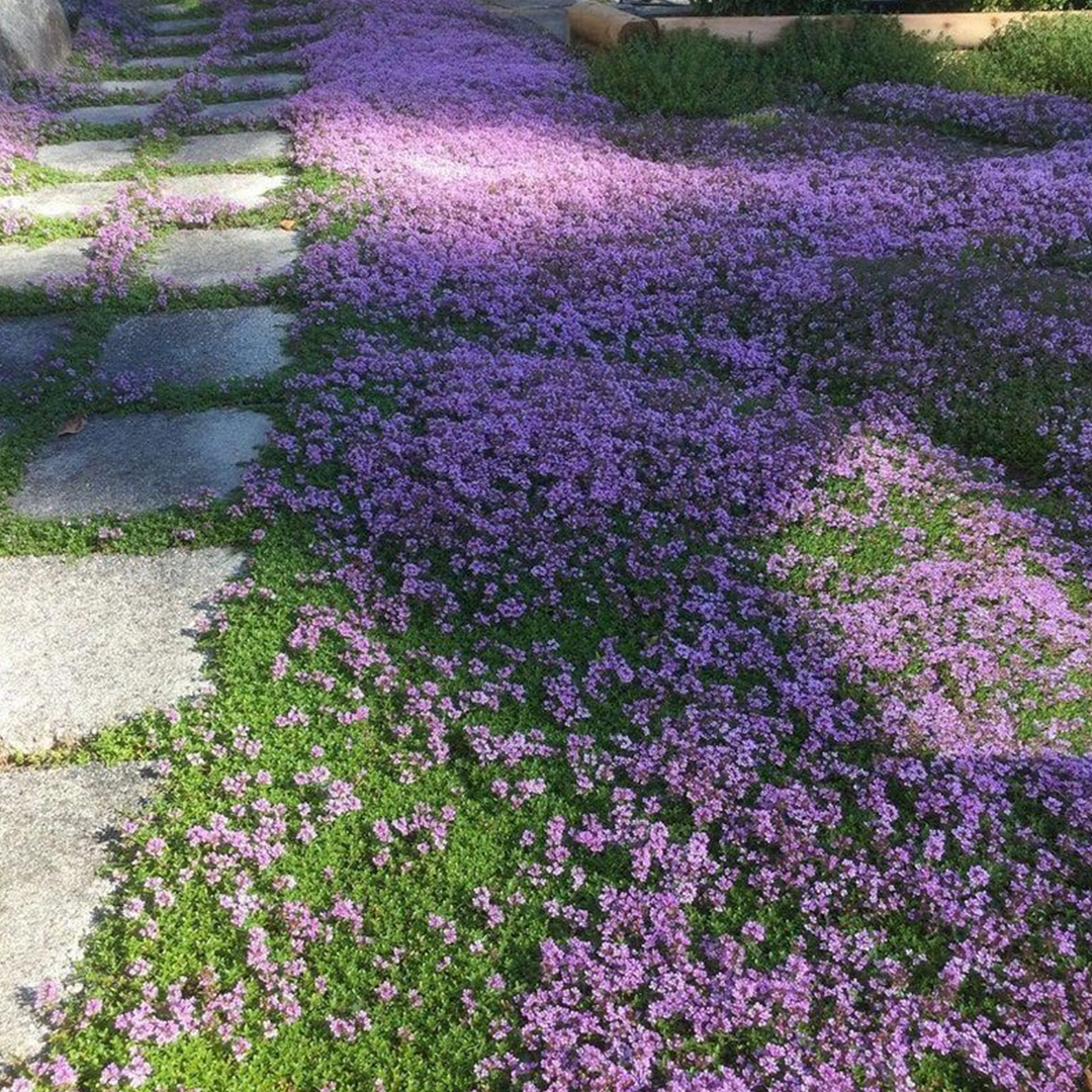 Creeping Thyme Seeds-Plantjoyfarm-Flower Seeds
