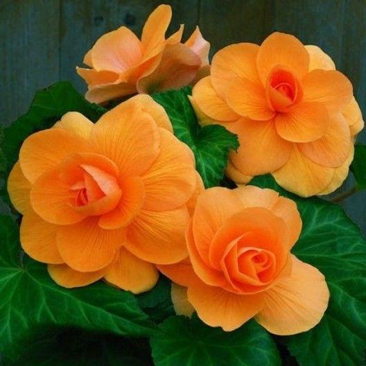 BEGONIA TUBERS (ROSEFORM) - APRICOT-Plantjoyfarm-Garden Seeds,Rose seeds,best selling