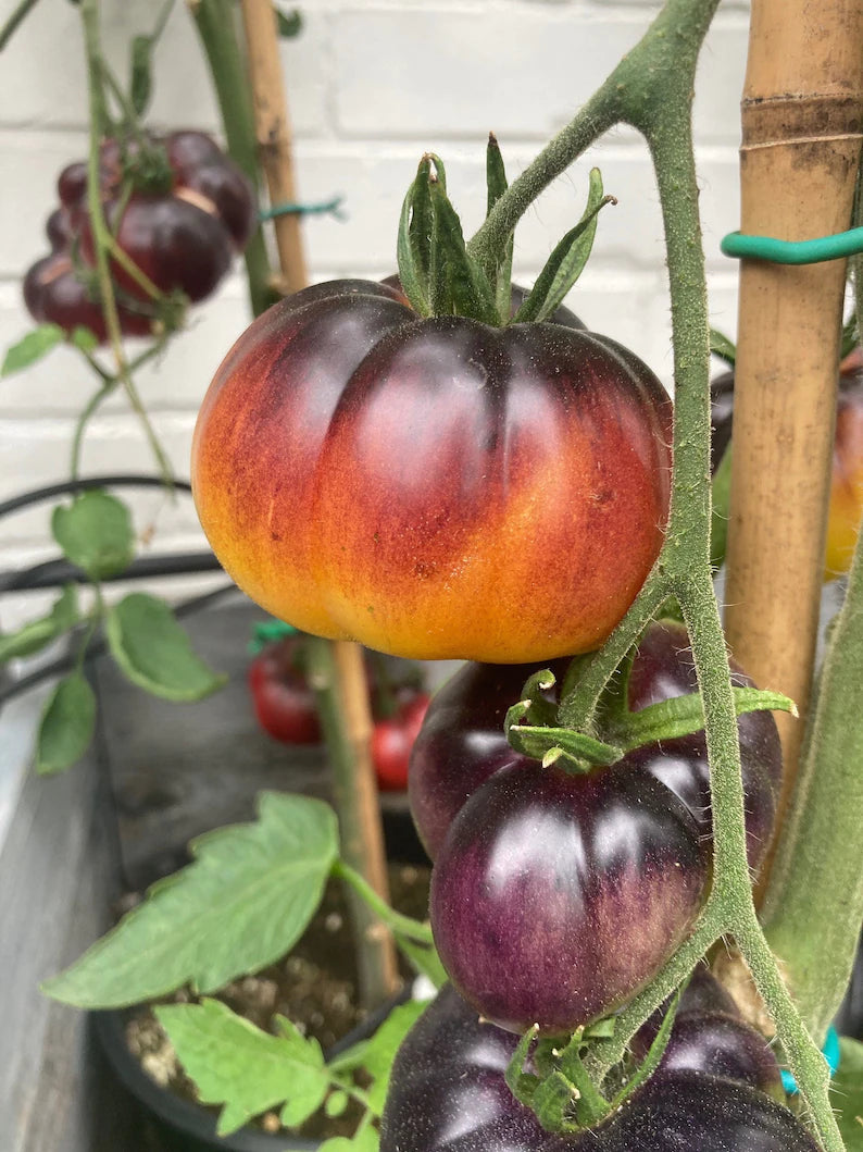 Lucid Gem Tomato Seeds Organic, Heirloom Tomatoes-Plantjoyfarm-new,vegetable