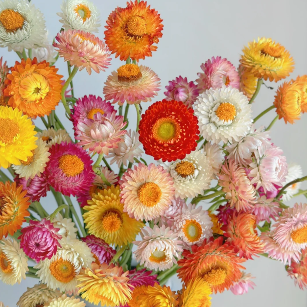 🌻Straw Chrysanthemum-Plantjoyfarm-best selling,Garden Seeds