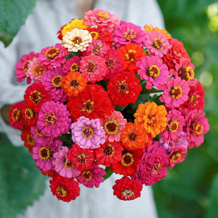 🌺Double Dwarf Zinnia Seeds-Plantjoyfarm-Garden Seeds,best selling