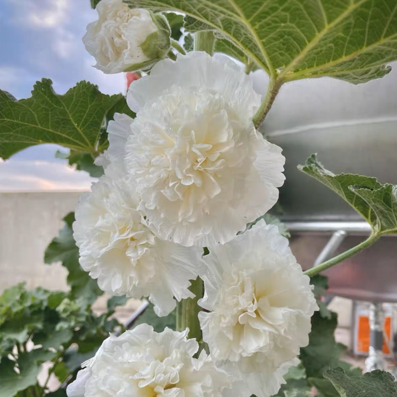 500 Pcs Double Hollyhock Seeds-Plantjoyfarm-Flower Seeds