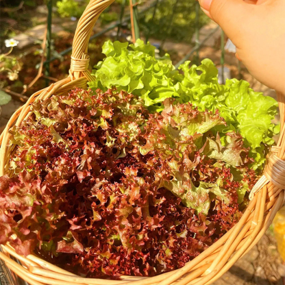 Organic Lettuce Seeds-Plantjoyfarm-Vegetable Seeds,best selling