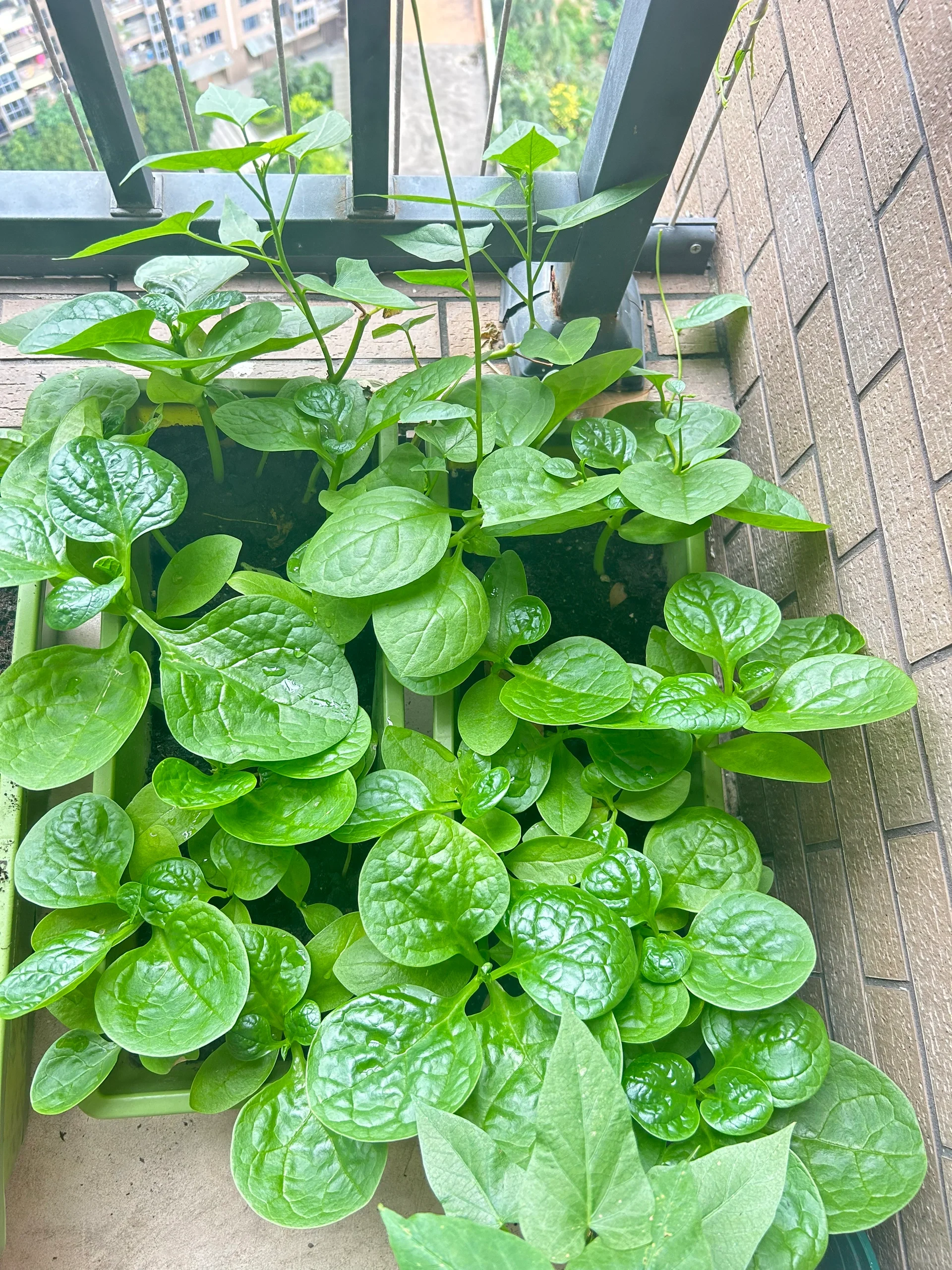 Basella Alba Seeds-Plantjoyfarm-Vegetable Seeds,best selling