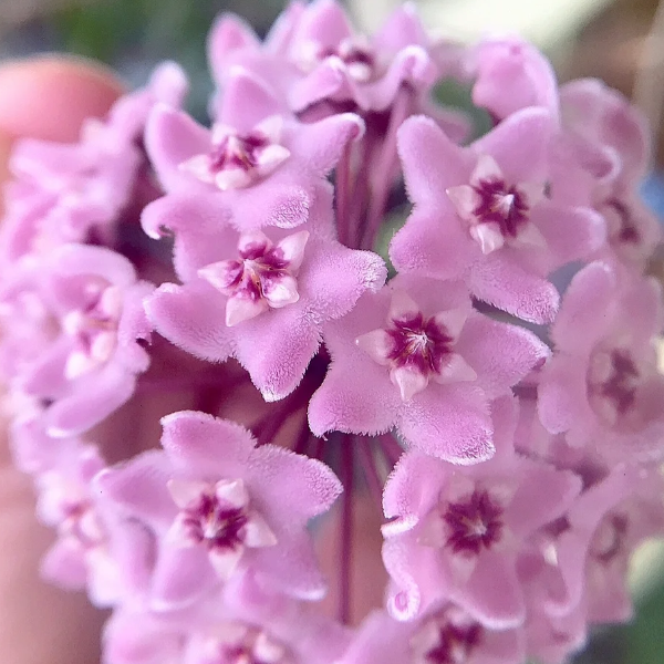 🌟Ball Orchid - Falling Stars From The Sky-Plantjoyfarm-best selling,Garden Seeds