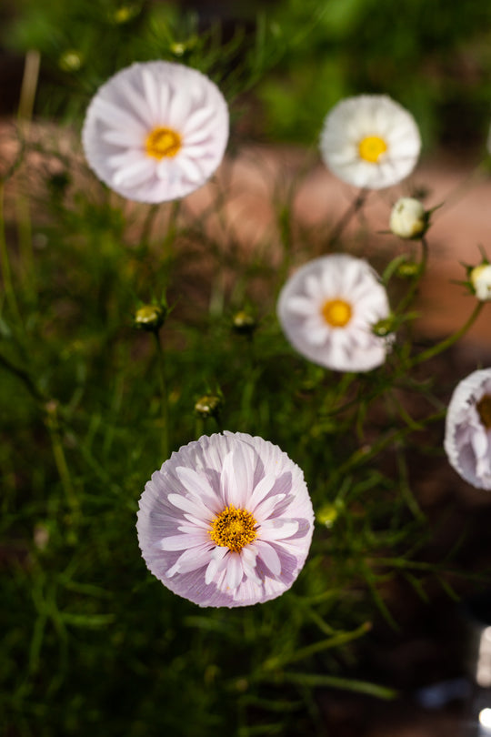 COSMOS CUPCAKE BLUSH FLOWER SEEDS-Plantjoyfarm-Flower Seeds,Garden Seeds,best selling
