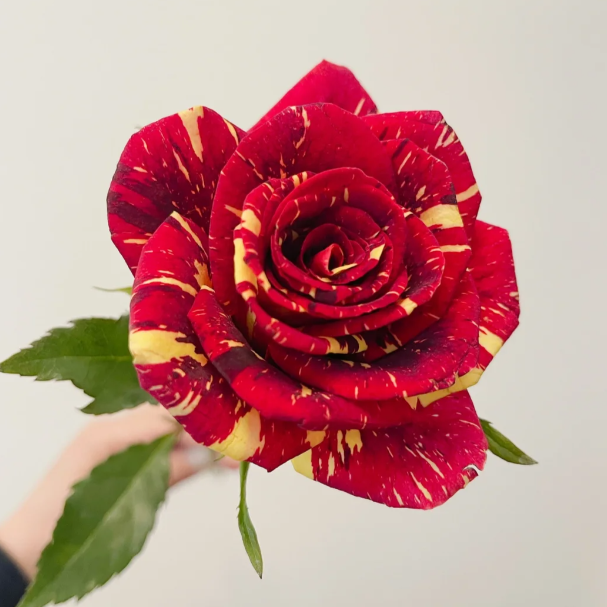 Red White Roses - Meteor Shower Roses Seeds-Plantjoyfarm-Flowers Seeds,Garden Seeds,Rose seeds,best selling