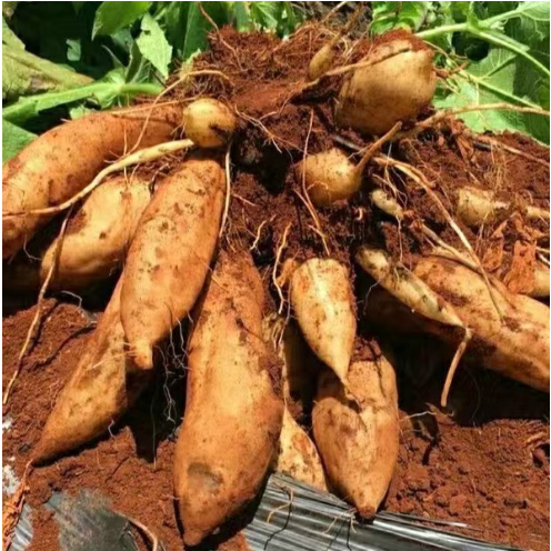 YACON FRUIT SEEDS-Plantjoyfarm-