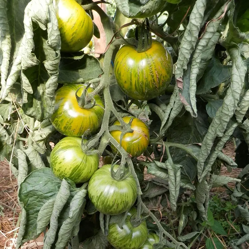 Green Zebra Tomatoes Seeds-Plantjoyfarm-