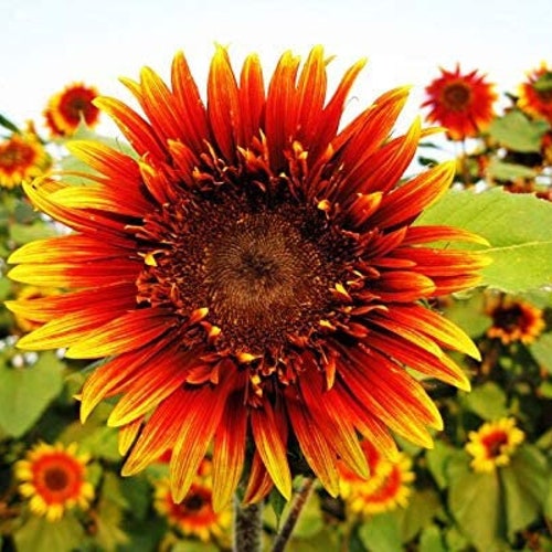 Joker Sunflower Seeds 50 per pack-Plantjoyfarm-Garden Seeds,Sunflower Seeds,best selling