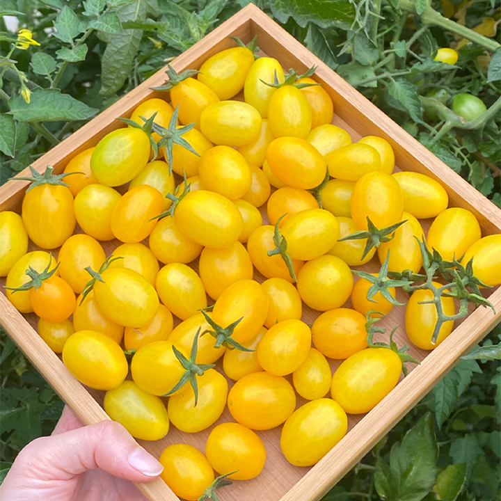 Patio Choice Yellow Cherry Tomato Seeds-Plantjoyfarm-Tomato Seeds,Fruit Seeds,best selling