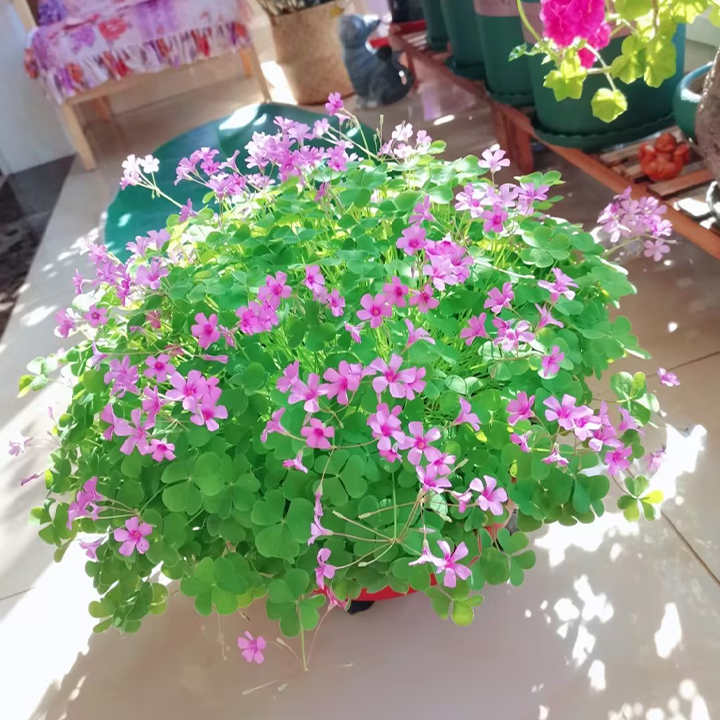 Oxalis Triangularis Green Shamrock Good Luck Plant Bulbs-Plantjoyfarm-Garden Seeds,best selling