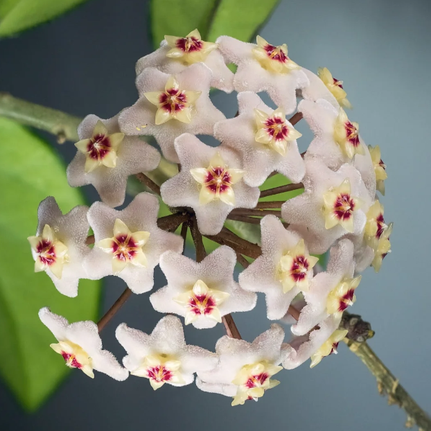 🌟Ball Orchid - Falling Stars From The Sky-Plantjoyfarm-best selling,Garden Seeds