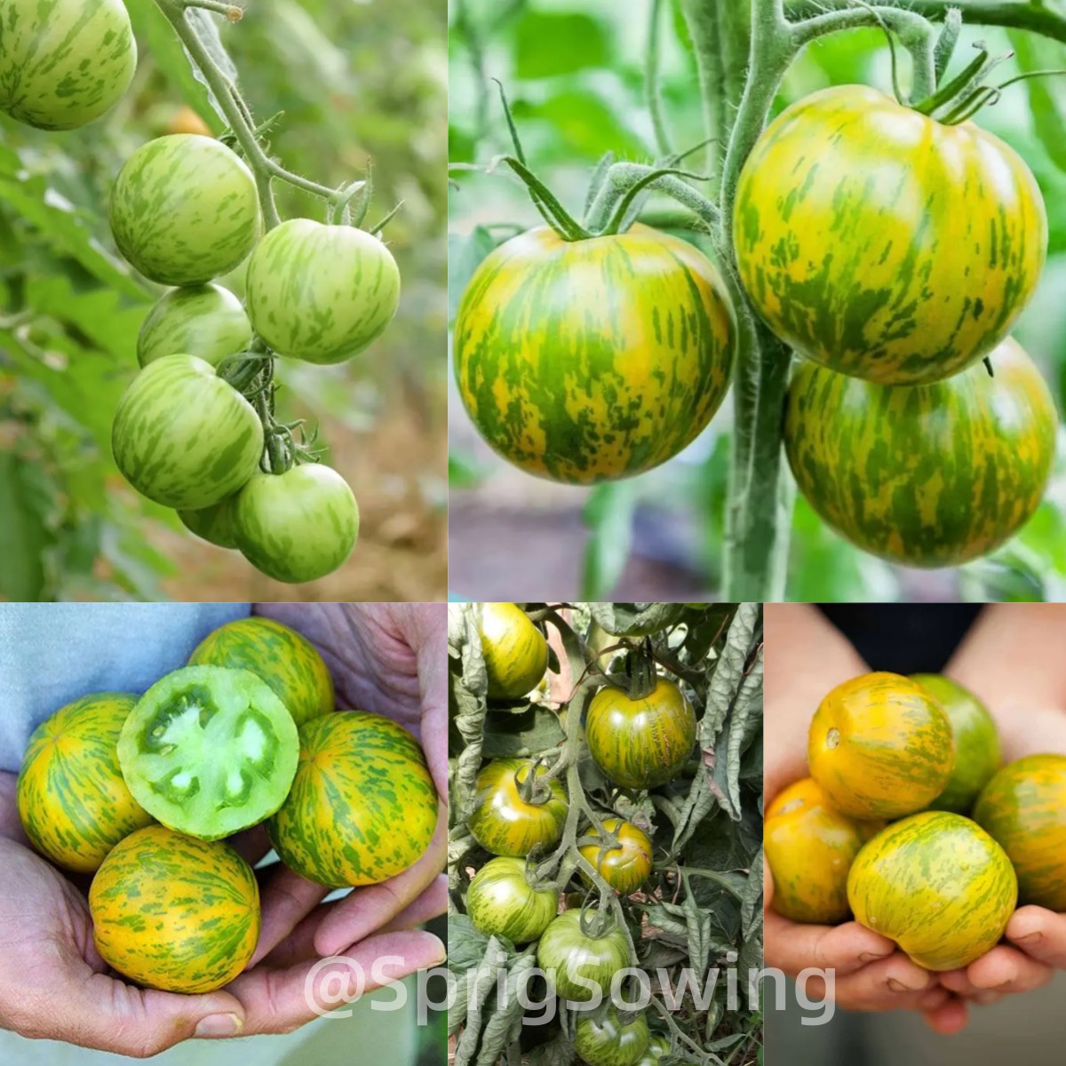 Green Zebra Tomatoes Seeds-Plantjoyfarm-