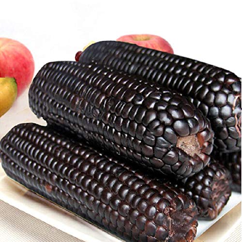 Black Corn Seeds-Organic Maiz Morado-Plantjoyfarm-Vegetable Seeds,best selling
