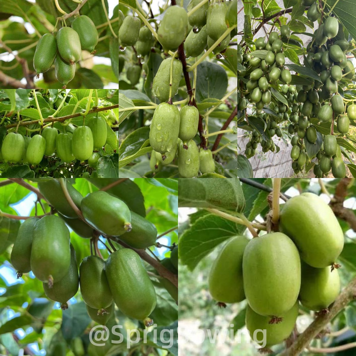 Soft Date Kiwi Fruit Seeds-Plantjoyfarm-