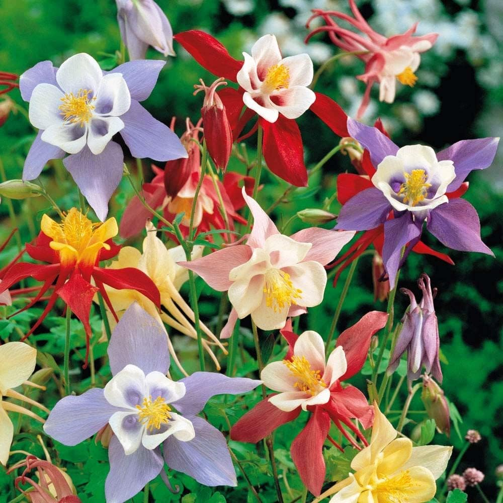 Columbine Seeds - McKana Giant Mix-Plantjoyfarm-Flower Seeds,Garden Seeds,best selling