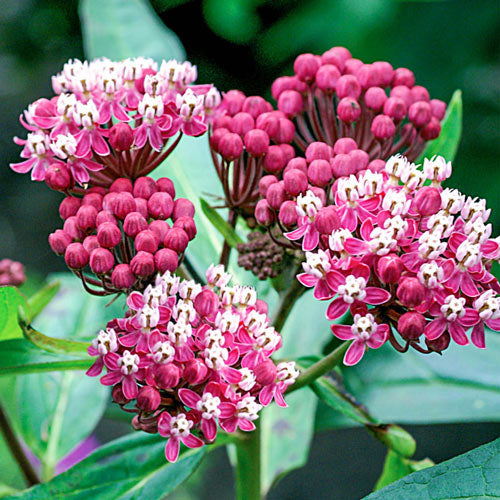 Asclepias Collection-Plantjoyfarm-Flower Seeds,Garden Seeds,best selling