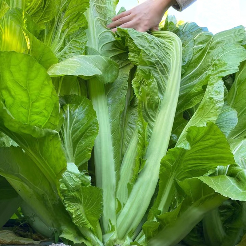 Leaf Mustard Seeds-Plantjoyfarm-Vegetable Seeds,best selling