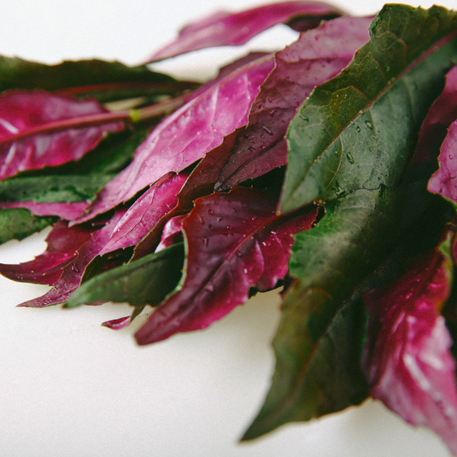 Gynura Bicolor Seeds-Plantjoyfarm-Vegetable Seeds,best selling