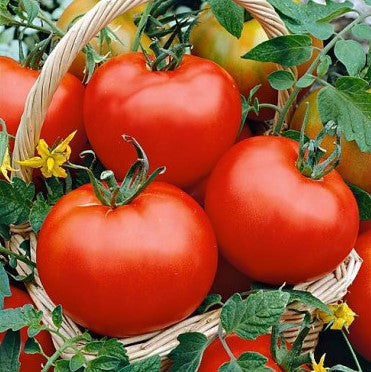 Hair Pink Tomato Seeds-Plantjoyfarm-Vegetable Seeds,best selling