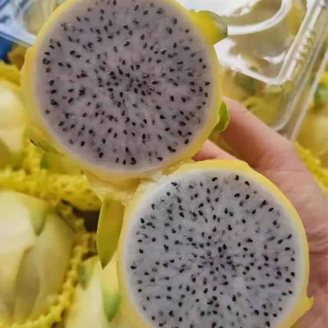Multi-colored Dragon Fruit Seeds-Plantjoyfarm-Fruit Seeds,best selling