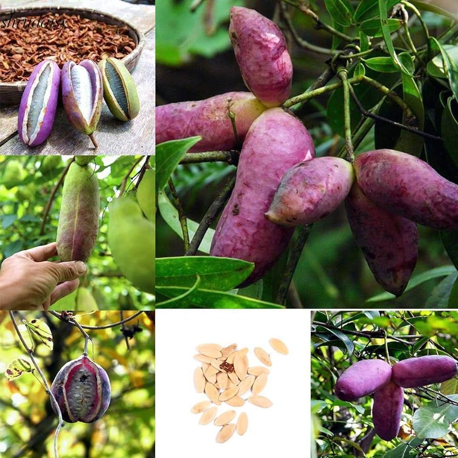Stauntonia Latifolia Seeds-Organic Food-Plantjoyfarm-Fruit Seeds,best selling