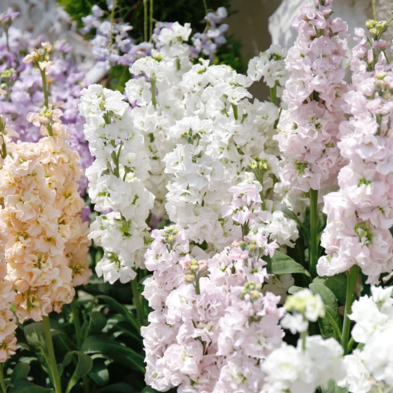 💐Eternal Love - Violet-Plantjoyfarm-best selling,Garden Seeds