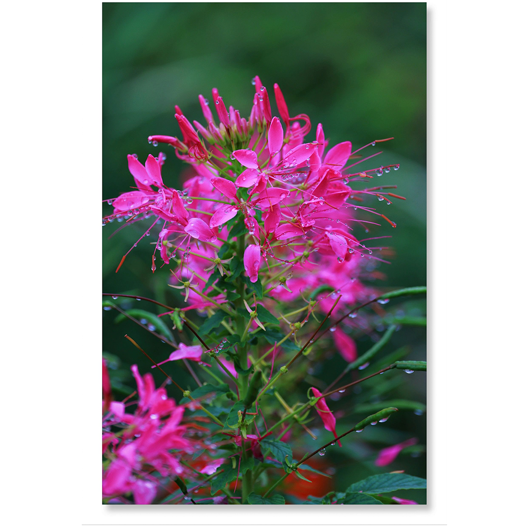 Cleome Seeds - Cherry Queen-Plantjoyfarm-Flower Seeds