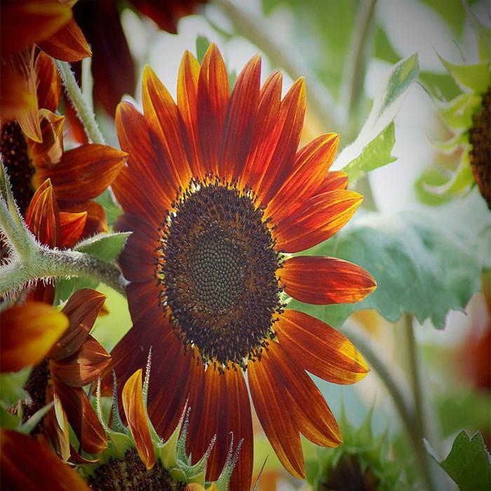 Sunflower Infrared Mix F1-Plantjoyfarm