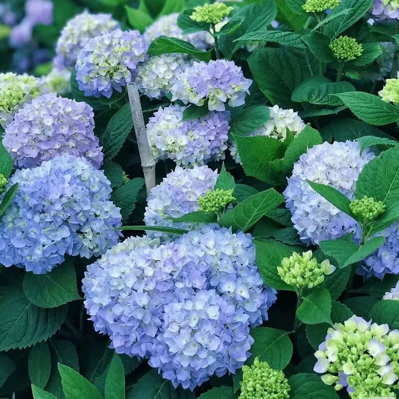 🔥Last Day 49%OFF - Colorful Giant Hydrangea Seeds-Perennial Flower Seeds