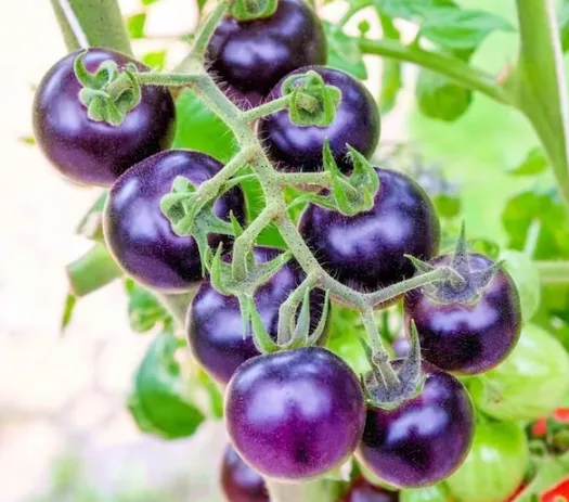 Bosque Blue Tomato Seeds-Plantjoyfarm-