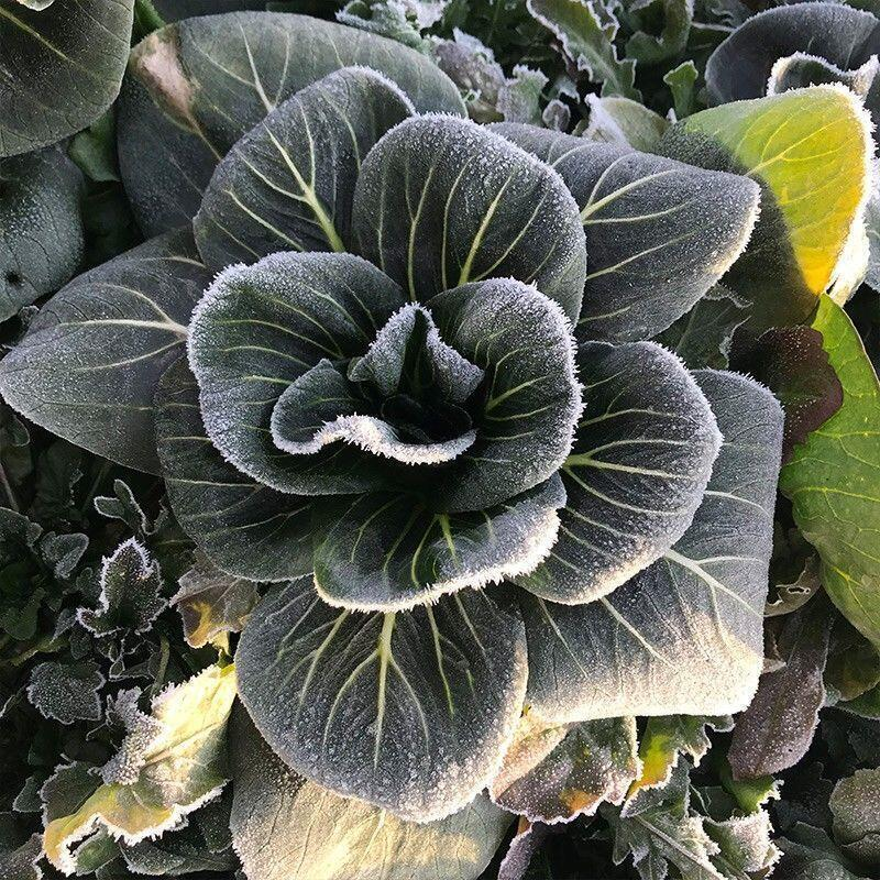 Black-leaf Bok Choy Seeds-Plantjoyfarm-Vegetable Seeds,best selling