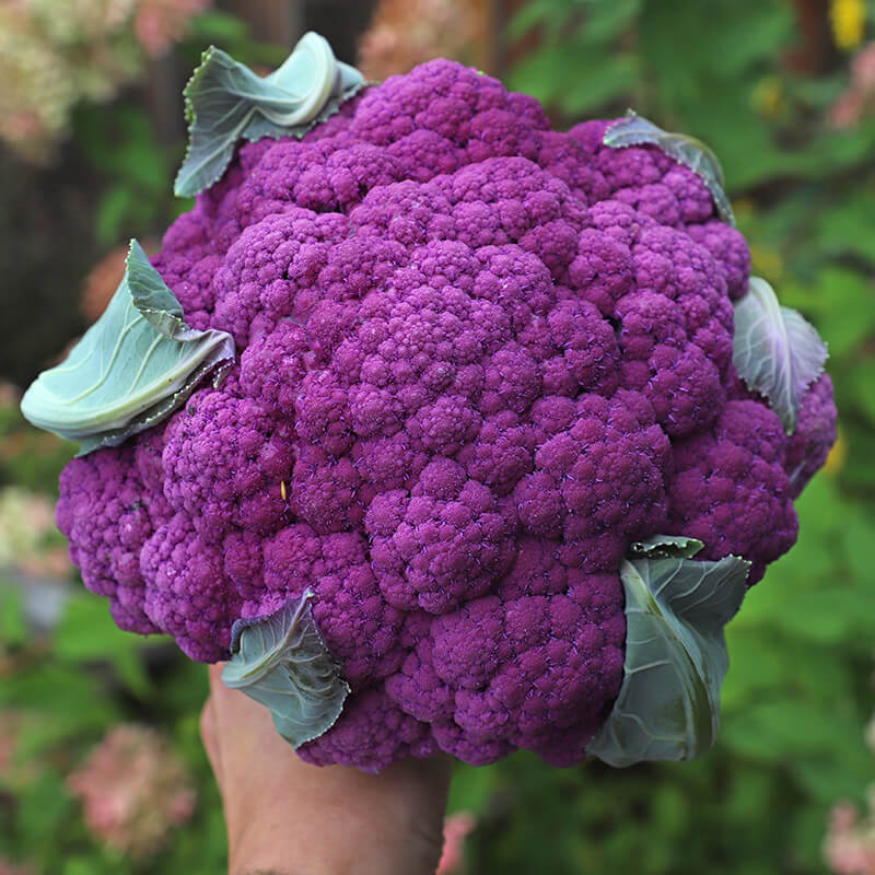 Purple Cauliflower Seed-Plantjoyfarm-Vegetable Seeds,best selling
