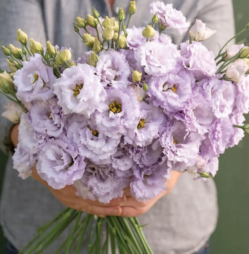 💐Lisianthus - A Sincere and Immutable Love-Plantjoyfarm-