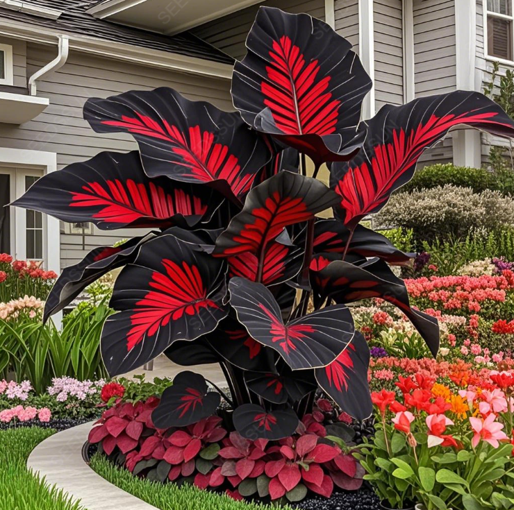 Giant Caladium Bulbs