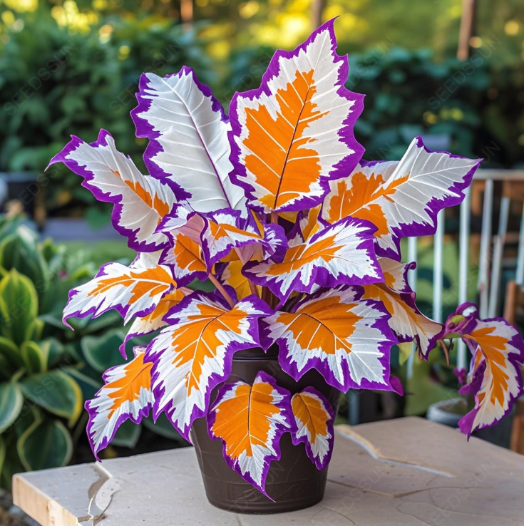 Giant Caladium Bulbs