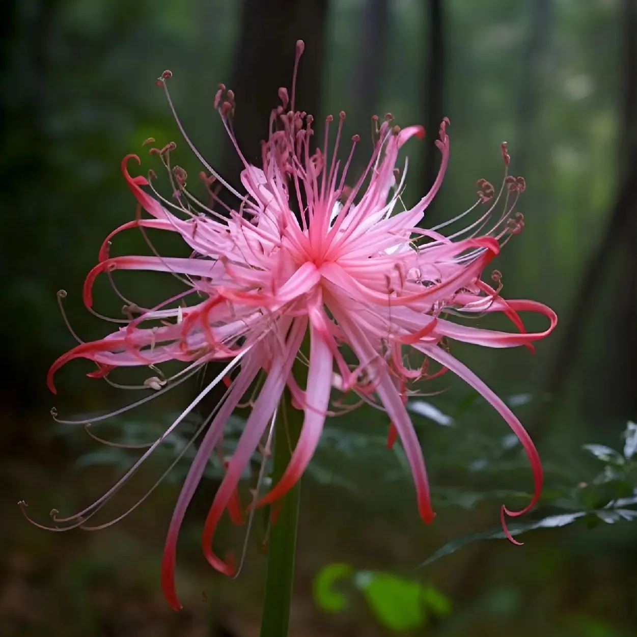 🌈Spider Lily Bulbs-Multicolor🌈-Plantjoyfarm-